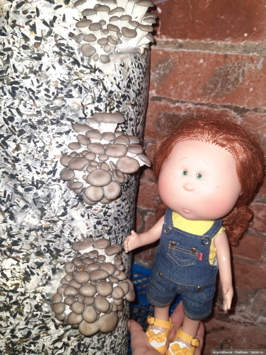 Грибные "питомцы",часть вторая)