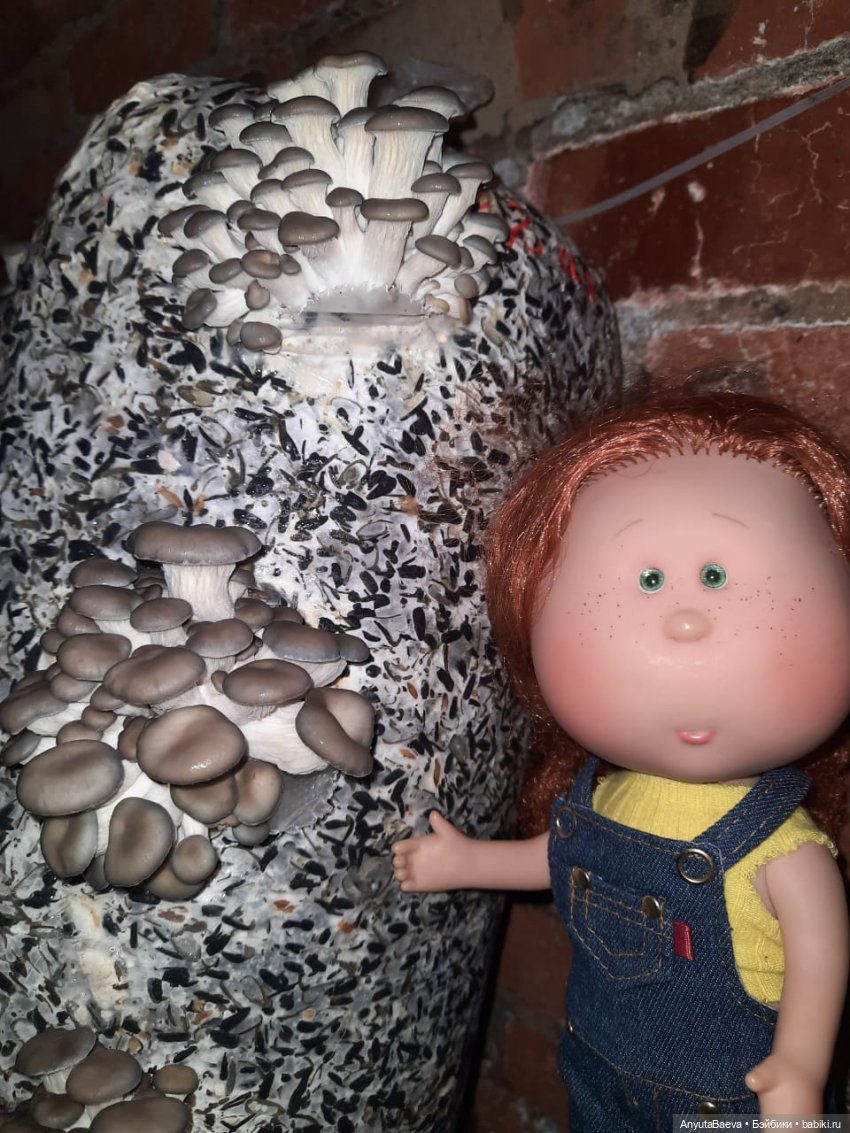 Грибные "питомцы",часть вторая)