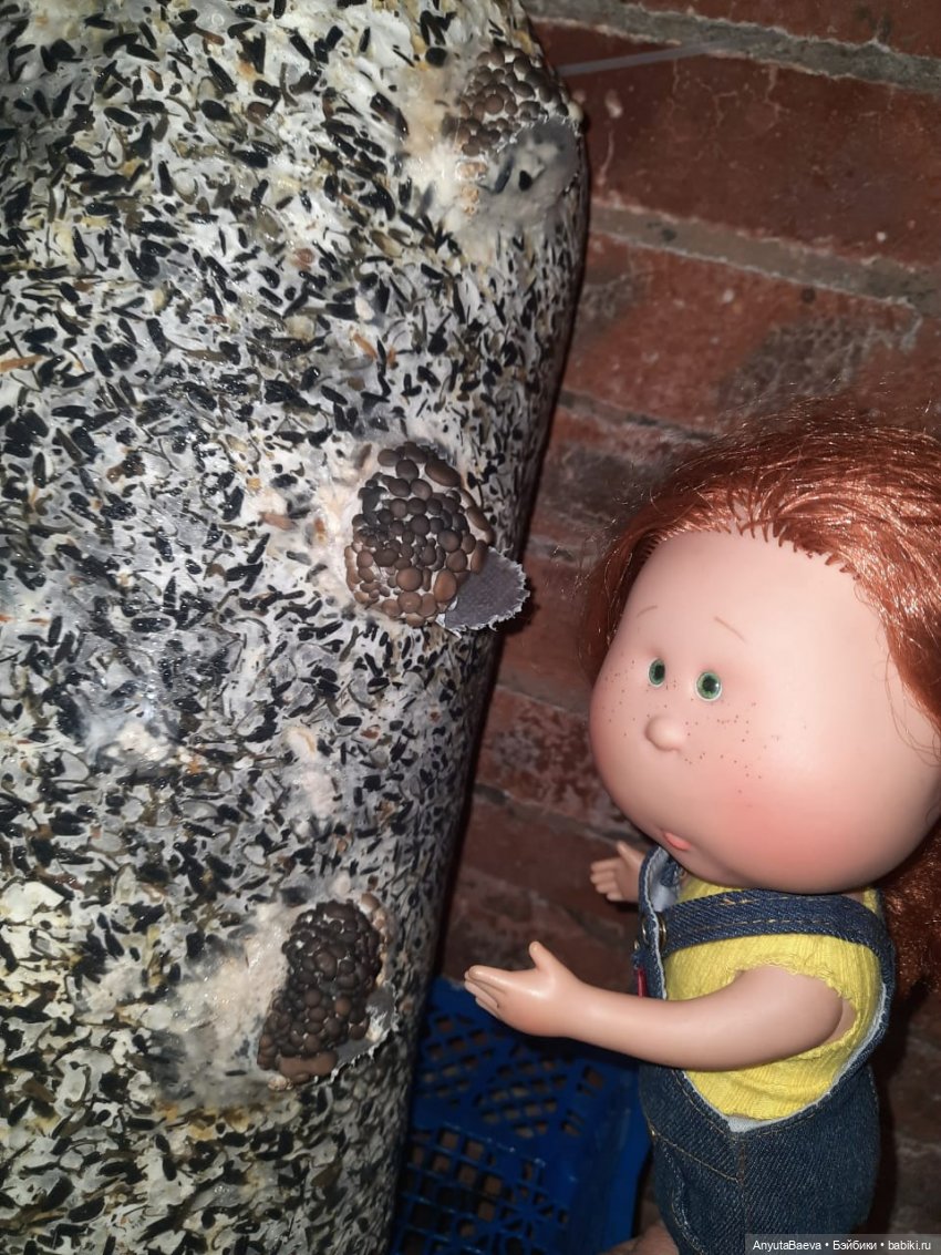 Грибные "питомцы",часть вторая) (фото 4)