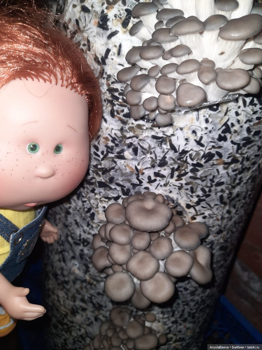 Грибные "питомцы",часть вторая)