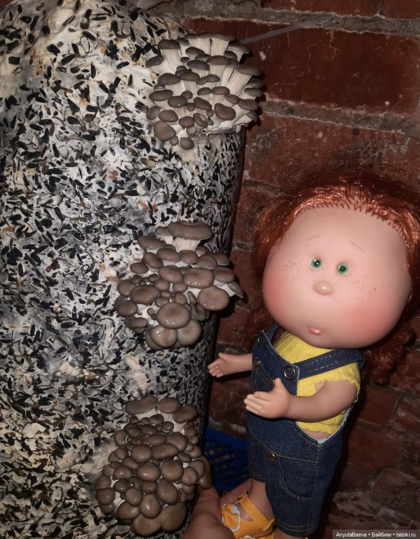 Грибные "питомцы",часть вторая)