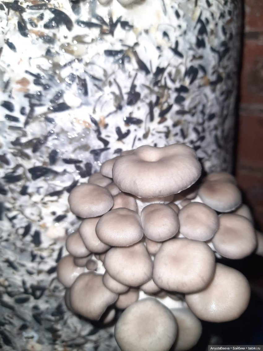 Грибные "питомцы",часть вторая)