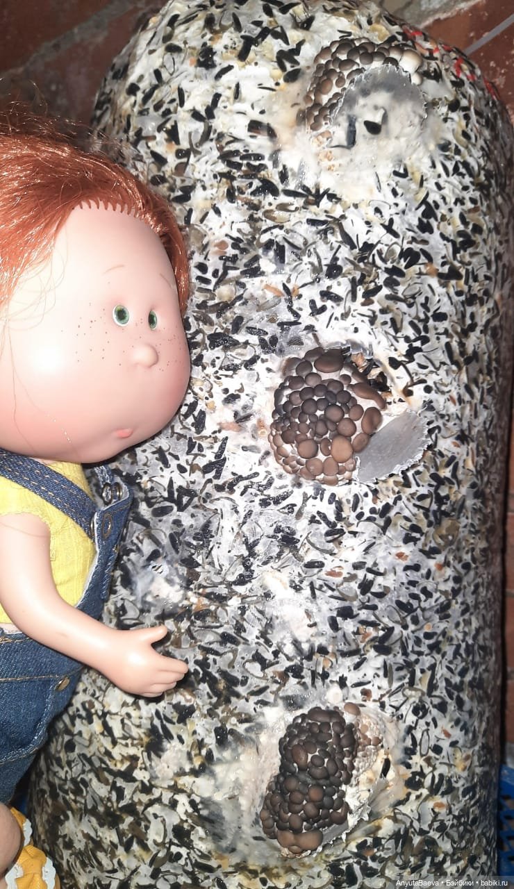 Грибные "питомцы",часть вторая) (фото 7)