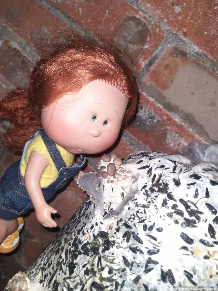 Грибные "питомцы",часть вторая) (фото 6)