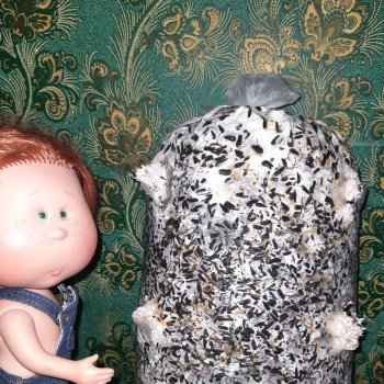 Грибные "питомцы",часть вторая)