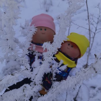 Иголки не только на ёлке.