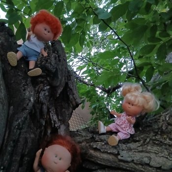 День лазания по деревьям.