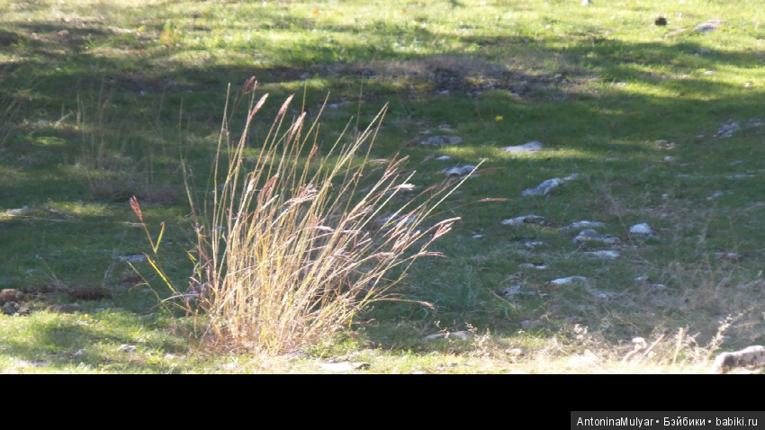 Как мы гуляли в волшебном лесу. Окончание (фото 2)