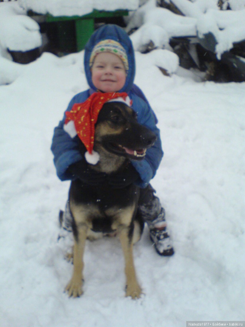 С наступающим Новым годом собаки дорогие жители любимых Бейбиков (фото 2)