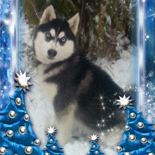 С наступающим Новым годом собаки дорогие жители любимых Бейбиков!