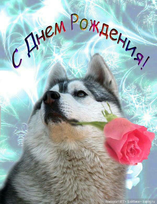 Картинка с днем рождения с волком красивая