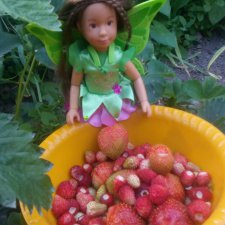 Как наша фея София ягоды собирала и гуляла