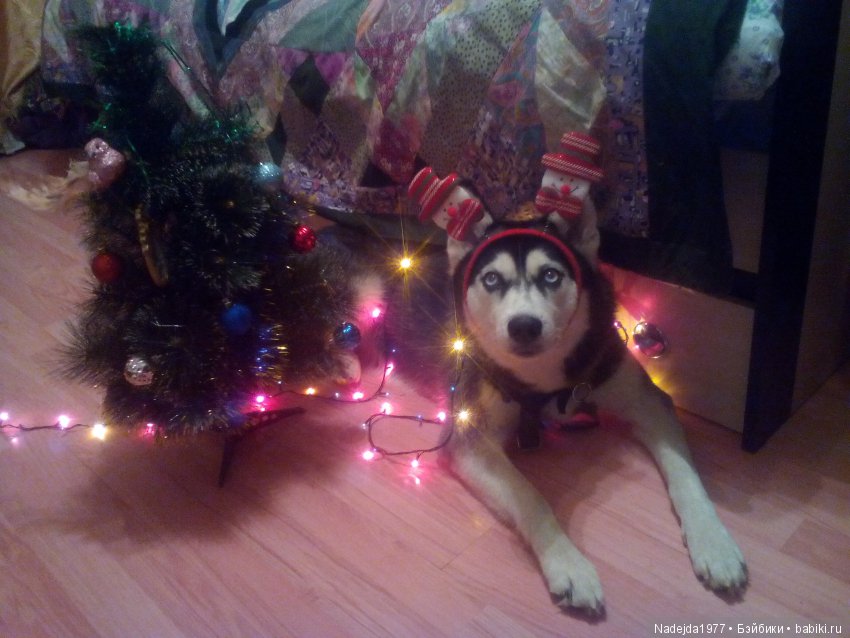 С наступающим Новым годом вас дорогие жители любимых Бейбиков | Бэйбики С наступающим Новым годом вас дорогие жители любимых Бейбиков (фото 5)