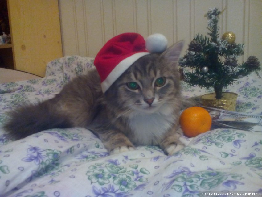 С наступающим Новым годом вас дорогие жители любимых Бейбиков (фото 6)