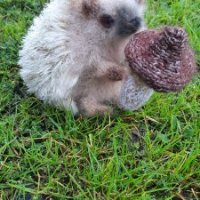 Новая работа ёжик