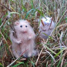 Новая работа хомячки