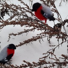 Ещё снегирь... Моя работа