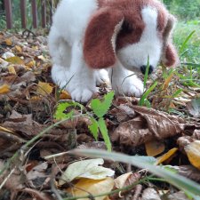 Новая работа щенок Бигля по выкройке любимой  Клэр Гарланд