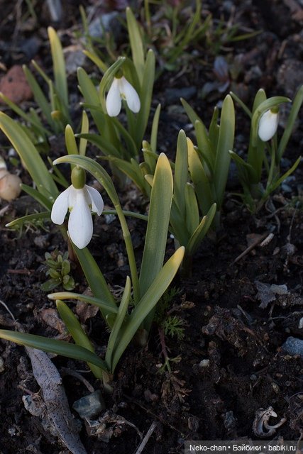 За подснежниками — Фотоистории с куклами BJD (БЖД): сериалы