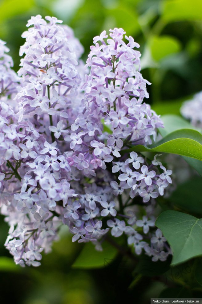 В карантин осмелели ни только звери, но и феи