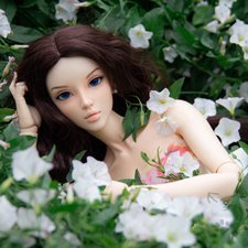 Прелесть вьюнка