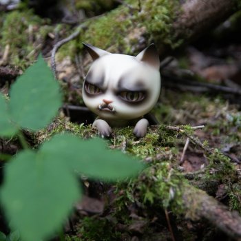 Мох и котики