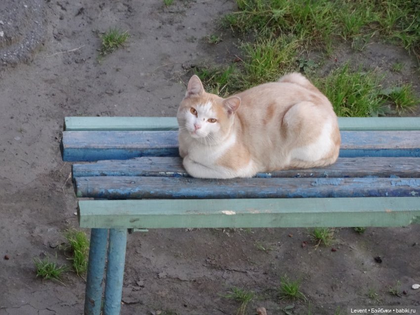 Памятка • Начинающим кошководам