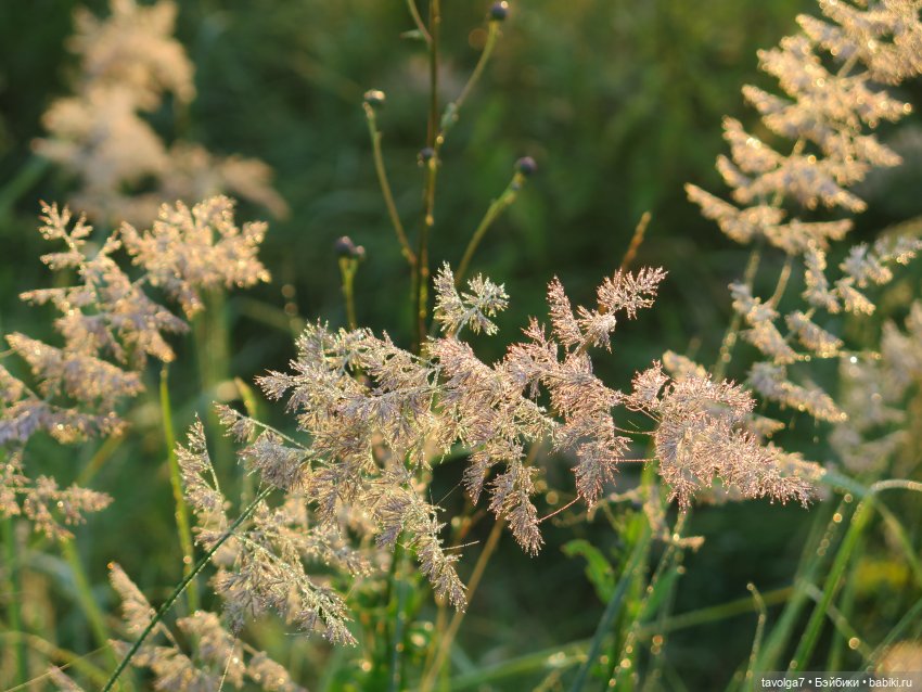 Летнее Солнцестояние. С Праздником всех, кто празднует (фото 9)