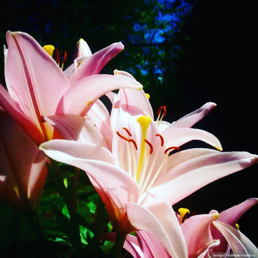 Джульетта-Августа. День рождение в Лугнасад (фото 6)