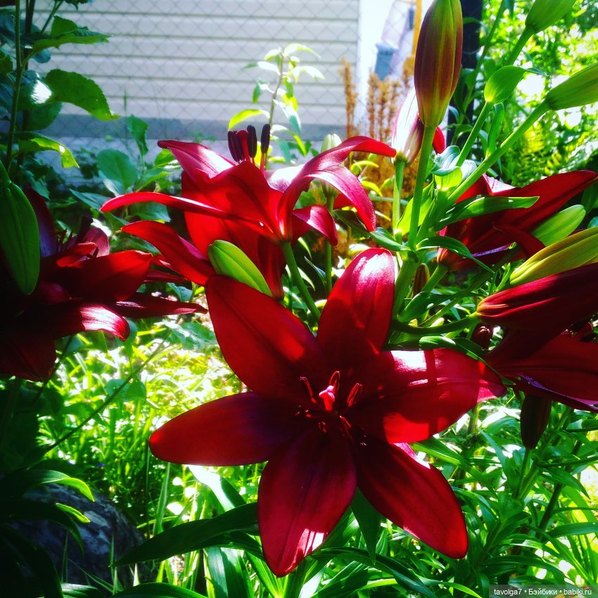 Джульетта-Августа. День рождение в Лугнасад (фото 10)