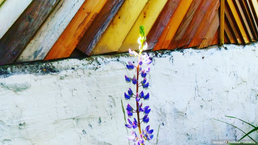 Джульетта-Августа. День рождение в Лугнасад (фото 8)