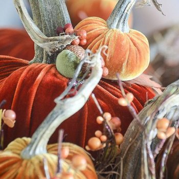 Бархатные тыквы для осенних праздников