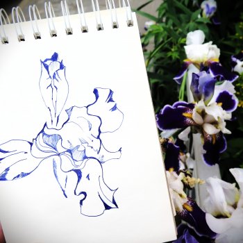 Мои зарисовки ирисов 2025