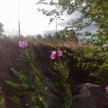 "Ранний рассвет скрипит по нервам"