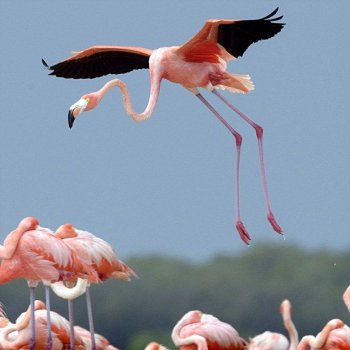 23 июня - День Розового Фламинго