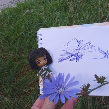 Август, цикорий и компания