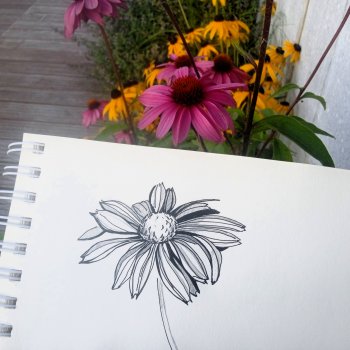 Зарисовки эхинацеи 29.7.2025.