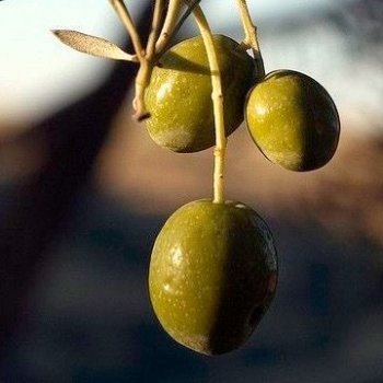 Оливы - деревья, плоды, цвет