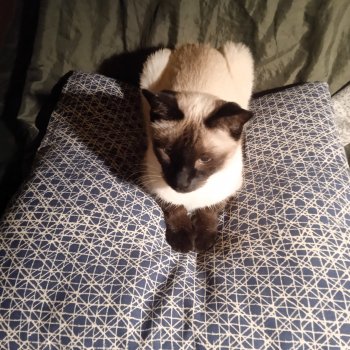 Gatta Siamese