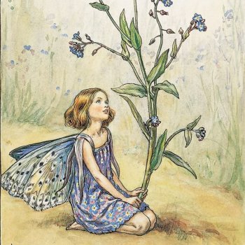 Голубой мая Light Spring - незабудки