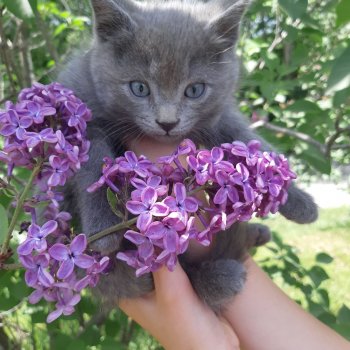 Сирень и котики