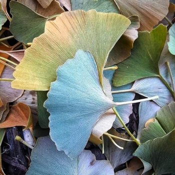 Soft-Tru Autumn - гингко