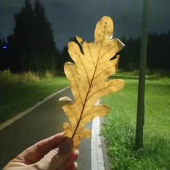 "Осень начинается рано..."
