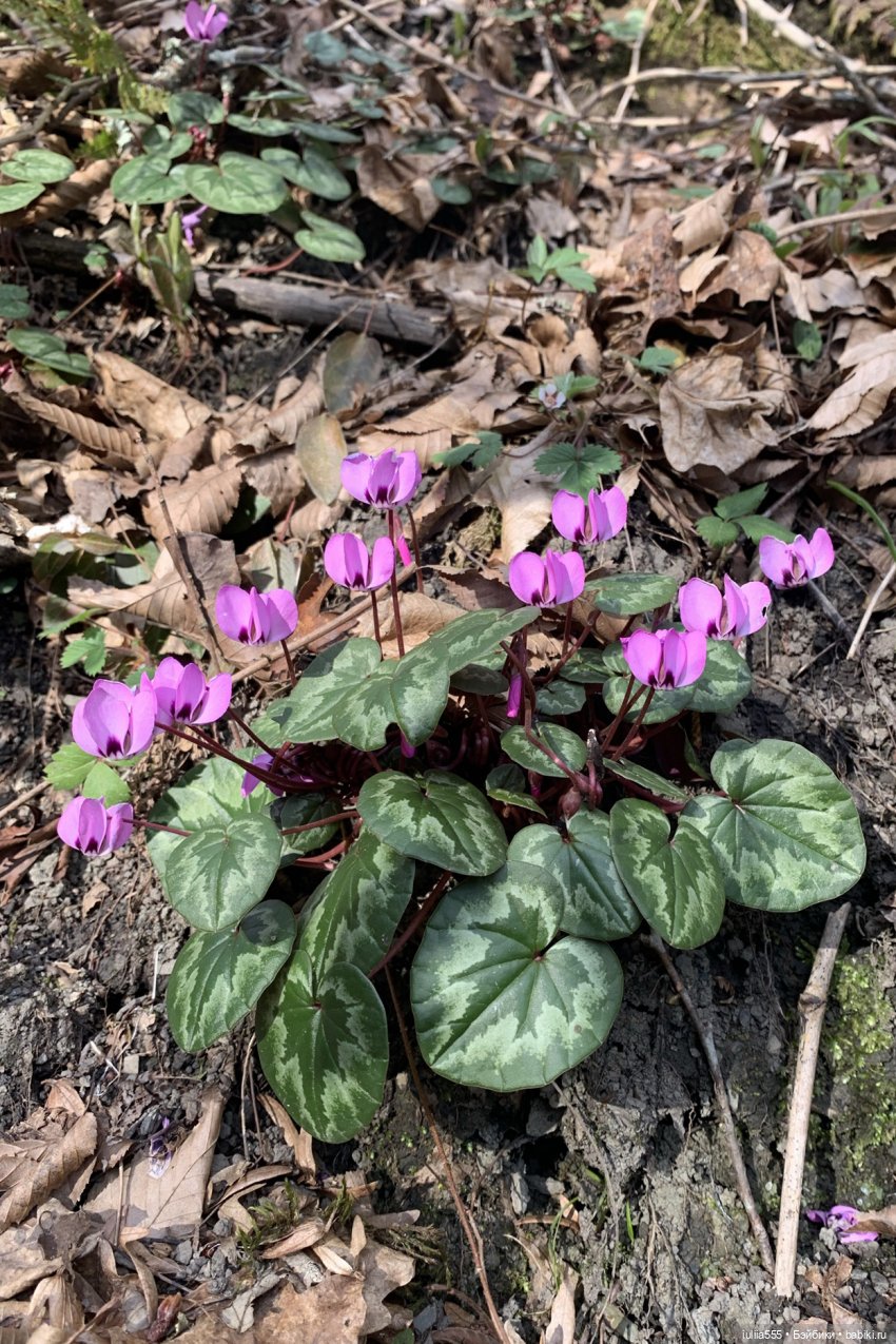 Прогулки с Вихтелями - это весело и интересно:)