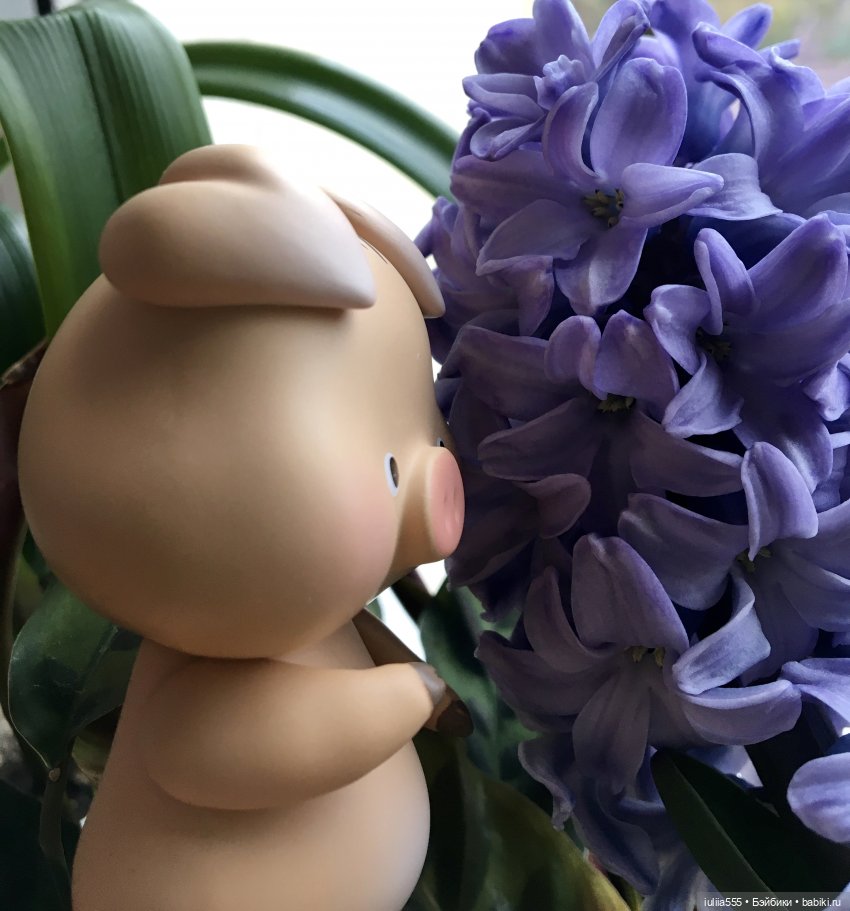 Поросята покоряют сердца. Моя прелесссть - Нафаня (фото 10)