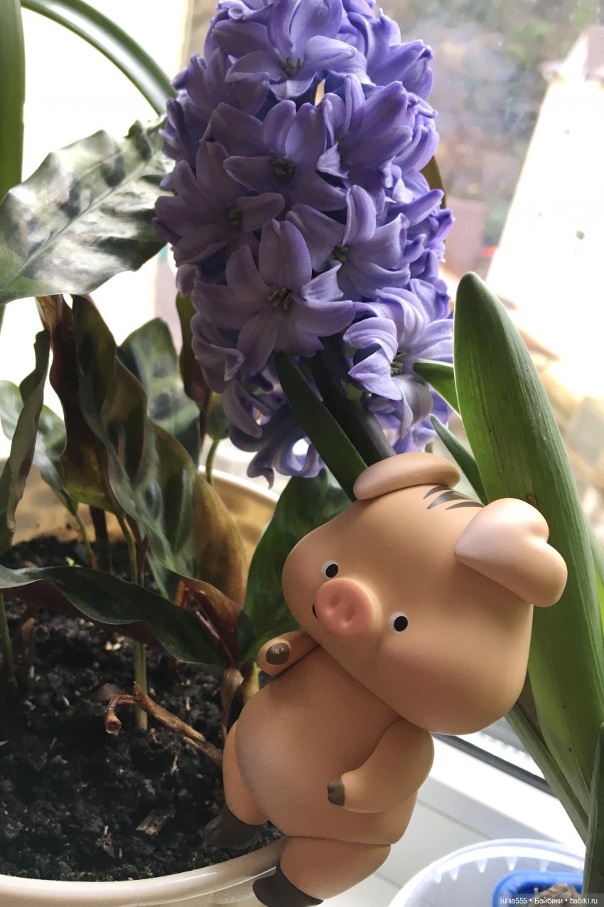 Поросята покоряют сердца. Моя прелесссть - Нафаня (фото 9)