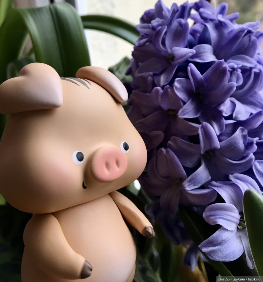 Поросята покоряют сердца. Моя прелесссть - Нафаня