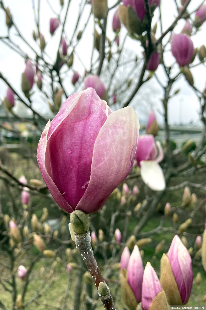 Цветущие любимчики — Куклы Simontoys и Come4Free (Blind Box): Teennar