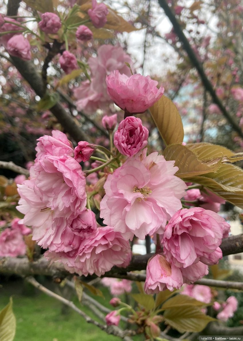 С весною вас — Игровые куклы разных производителей (Разное): редкие бренды