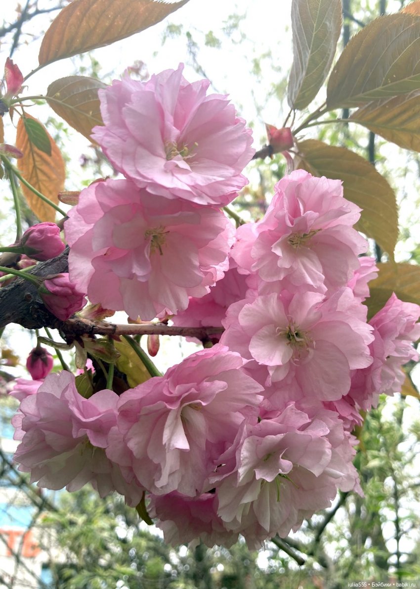 С весною вас — Игровые куклы разных производителей (Разное): редкие бренды